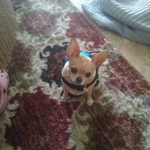 Meet your Posher, Sonja